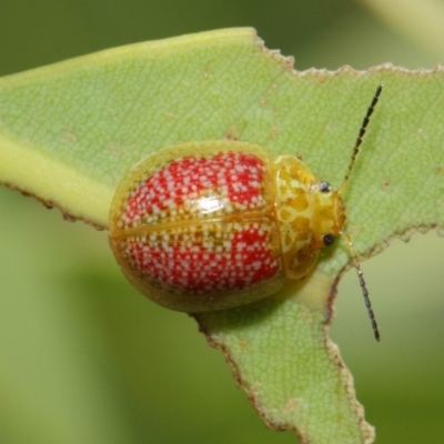 Paropsisterna fastidiosa (Eucalyptus leaf beetle) at Hackett, ACT - 20 Feb 2019 by TimL