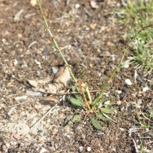 Rumex brownii at Wamboin, NSW - 7 Dec 2018 07:00 PM