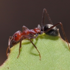 Iridomyrmex purpureus (Meat Ant) at Hackett, ACT - 20 Feb 2019 by TimL