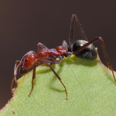 Iridomyrmex purpureus (Meat Ant) at Hackett, ACT - 20 Feb 2019 by TimL