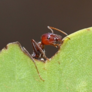 Iridomyrmex purpureus at Hackett, ACT - 20 Feb 2019