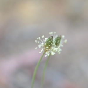 Plantago lanceolata at Wamboin, NSW - 7 Dec 2018