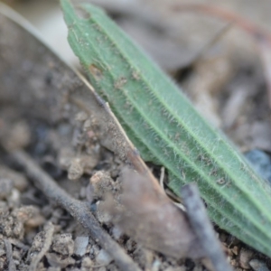 Plantago lanceolata at Wamboin, NSW - 7 Dec 2018