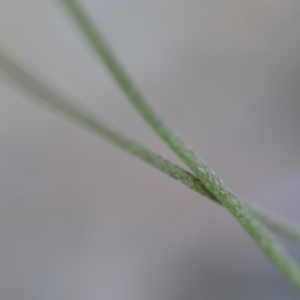 Plantago lanceolata at Wamboin, NSW - 7 Dec 2018 07:02 PM