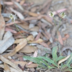 Plantago lanceolata at Wamboin, NSW - 7 Dec 2018 07:02 PM