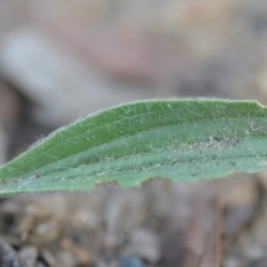 Plantago lanceolata at Wamboin, NSW - 7 Dec 2018