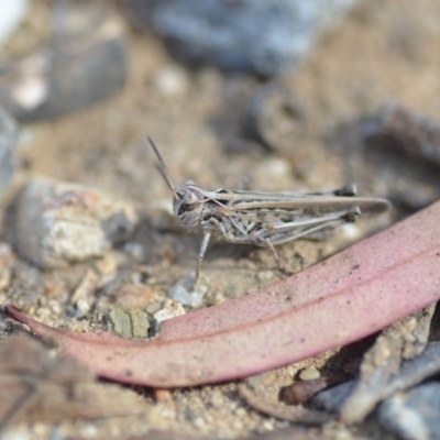 Austroicetes pusilla (Grasshopper, Locust) at Wamboin, NSW - 7 Dec 2018 by natureguy