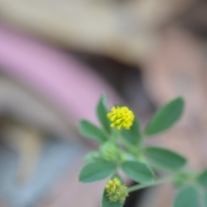 Trifolium campestre at Wamboin, NSW - 7 Dec 2018