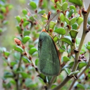 Mixochroa gratiosata at Cotter River, ACT - 21 Feb 2019