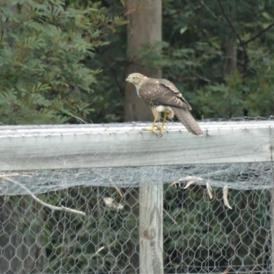 Tachyspiza fasciata (Brown Goshawk) at Morton, NSW - 20 Feb 2019 by vivdavo