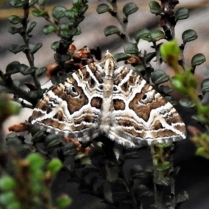 Chrysolarentia interruptata at Cotter River, ACT - 21 Feb 2019