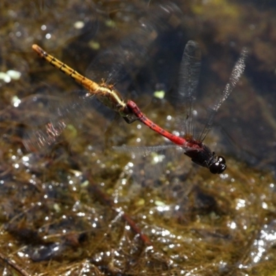 Diplacodes melanopsis (Black-faced Percher) at Batemans Bay, NSW - 18 Feb 2019 by HarveyPerkins