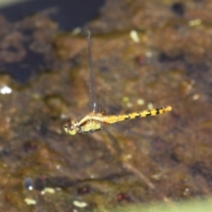 Diplacodes melanopsis (Black-faced Percher) at Batemans Bay, NSW - 18 Feb 2019 by HarveyPerkins