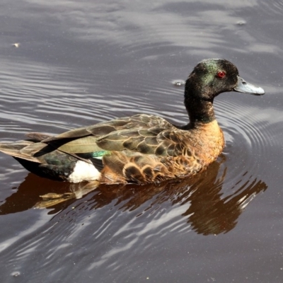 Anas castanea (Chestnut Teal) at Batemans Bay, NSW - 18 Feb 2019 by HarveyPerkins