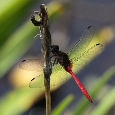 Orthetrum villosovittatum (Fiery Skimmer) at Batemans Bay, NSW - 18 Feb 2019 by HarveyPerkins