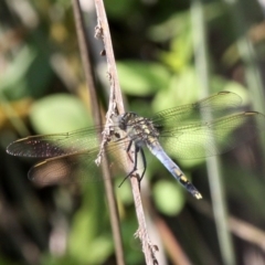 Orthetrum caledonicum (Blue Skimmer) at Batemans Bay, NSW - 18 Feb 2019 by HarveyPerkins