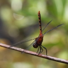 Diplacodes melanopsis (Black-faced Percher) at Batemans Bay, NSW - 18 Feb 2019 by HarveyPerkins