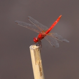 Diplacodes haematodes at Batemans Bay, NSW - 18 Feb 2019 12:34 PM