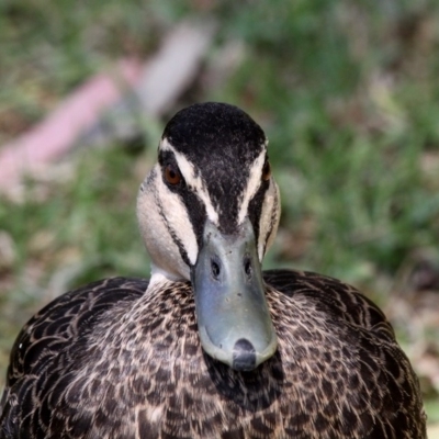 Anas superciliosa (Pacific Black Duck) at Batemans Bay, NSW - 18 Feb 2019 by HarveyPerkins