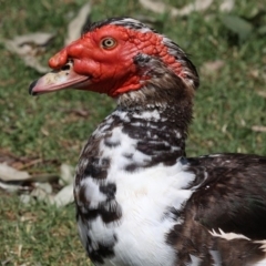 Cairina moschata (Muscovy Duck (Domestic Type)) at Batemans Bay, NSW - 18 Feb 2019 by HarveyPerkins