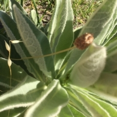 Verbascum thapsus subsp. thapsus (Great Mullein, Aaron's Rod) at Cooleman Ridge - 24 Nov 2018 by RohanT