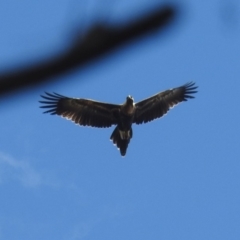 Aquila audax (Wedge-tailed Eagle) at Hackett, ACT - 21 Feb 2019 by HelenCross