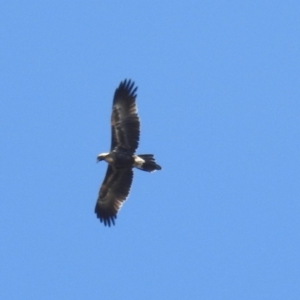 Aquila audax at Hackett, ACT - 21 Feb 2019