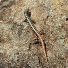 Ctenotus taeniolatus (Copper-tailed Skink) at ANBG - 21 Feb 2019 by HelenCross