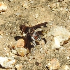 Balaana sp. (genus) (Bee Fly) at Acton, ACT - 21 Feb 2019 by HelenCross