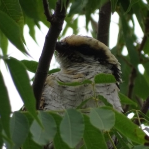 Eudynamys orientalis at Griffith, ACT - 21 Feb 2019