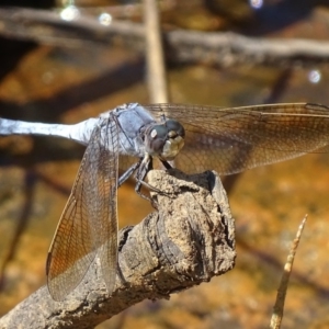 Orthetrum caledonicum at Banks, ACT - 21 Feb 2019 03:06 PM