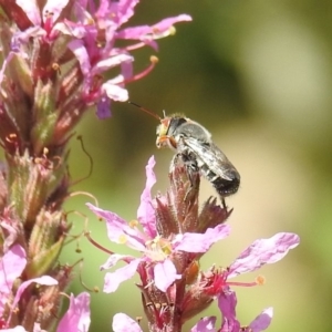 Megachile aurifrons at Acton, ACT - 21 Feb 2019 12:37 PM