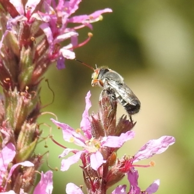 Megachile aurifrons (Golden-browed Resin Bee) at Acton, ACT - 21 Feb 2019 by HelenCross