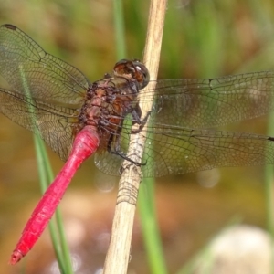 Orthetrum villosovittatum at Banks, ACT - 21 Feb 2019