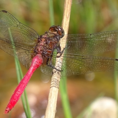 Orthetrum villosovittatum (Fiery Skimmer) at Banks, ACT - 21 Feb 2019 by roymcd