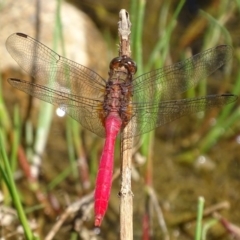 Orthetrum villosovittatum at Banks, ACT - 21 Feb 2019