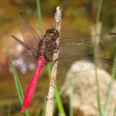 Orthetrum villosovittatum at Banks, ACT - 21 Feb 2019