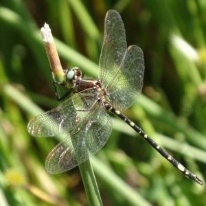 Synthemis eustalacta at Banks, ACT - 21 Feb 2019