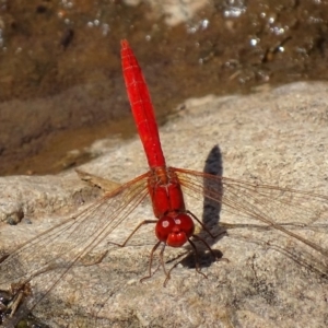 Diplacodes haematodes at Banks, ACT - 21 Feb 2019 03:26 PM