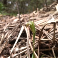 Diplodium decurvum (Summer greenhood) at Harolds Cross, NSW - 23 Jan 2019 by MattM