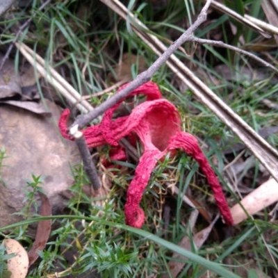 Clathrus archeri (Seastar Stinkhorn) at Harolds Cross, NSW - 23 Jan 2019 by MattM