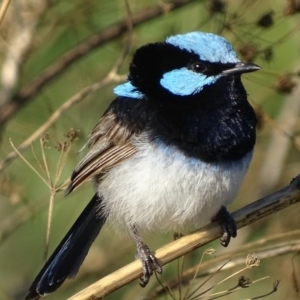 Malurus cyaneus at Fyshwick, ACT - 13 Feb 2019 06:30 PM