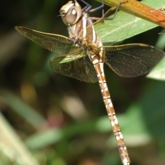 Adversaeschna brevistyla at Griffith, ACT - 15 Feb 2019