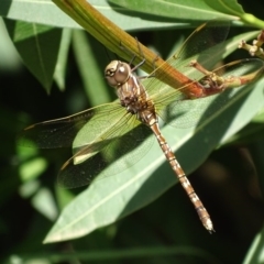 Adversaeschna brevistyla at Griffith, ACT - 15 Feb 2019