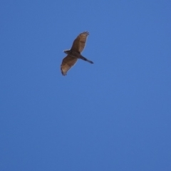 Accipiter fasciatus (Brown Goshawk) at Garran, ACT - 13 Feb 2019 by roymcd