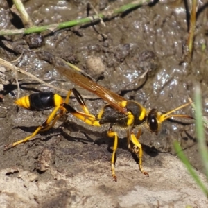 Sceliphron laetum at Banks, ACT - 21 Feb 2019