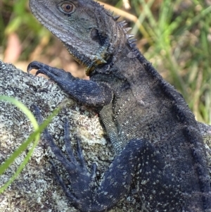 Intellagama lesueurii howittii at Paddys River, ACT - 19 Feb 2019