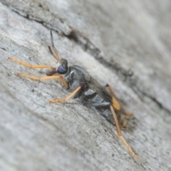 Therevidae (family) (Unidentified stiletto fly) at Acton, ACT - 19 Feb 2019 by Harrisi