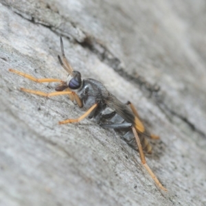 Therevidae (family) at Acton, ACT - 20 Feb 2019