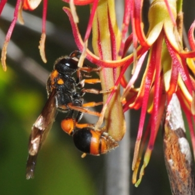 Eumeninae (subfamily) (Unidentified Potter wasp) at Hall, ACT - 19 Feb 2019 by Harrisi